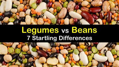 The Dance Floor of Beans: Exploring Bean Dance Traditions Around the World